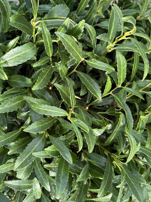Prunus laurocerasus Sofia