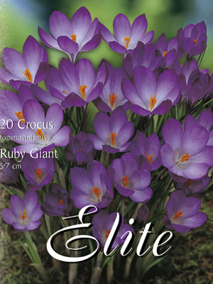 crocus_ruby_giant_tommasini Frühjahrsblühender Krokus 'Ruby Giant' (Art.Nr. 596218)