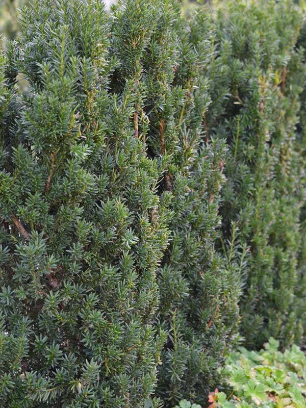 Maennliche Becher-Eibe Taxus Hillii