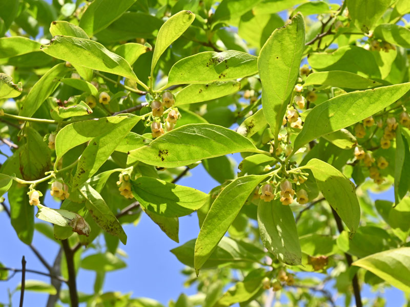 Blatt und Bluete der Kaki Vaniglia
