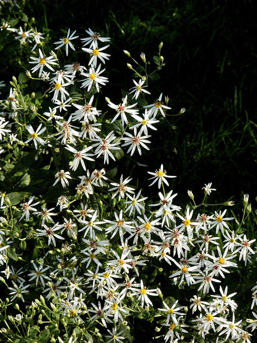 aster-divaricatus Aster divaricatus (M), Wald-Aster, Gebüsch-Aster