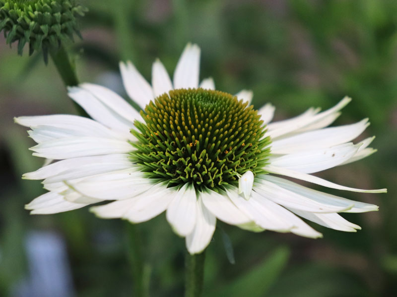 Echinacea Virgin Nahaufnahme