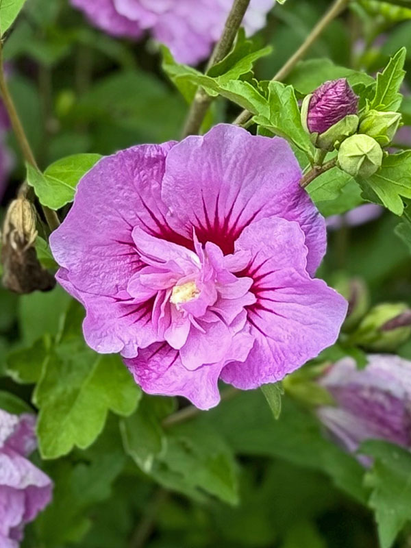 Nahaufnahme einer Bluete eines Hibiskus Lavender Chiffon