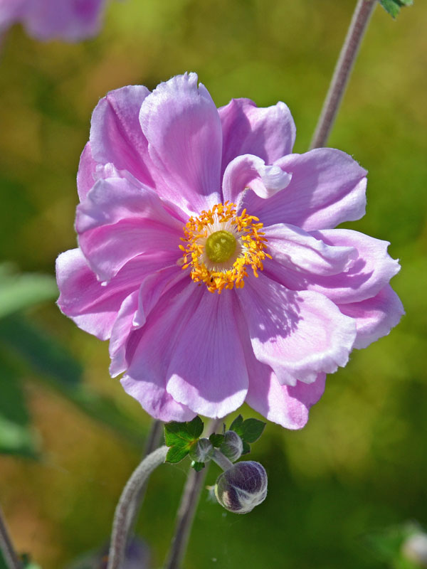 Nahaufnahme der rosa Bluete der japanischen Anemone Koenigin Charlotte