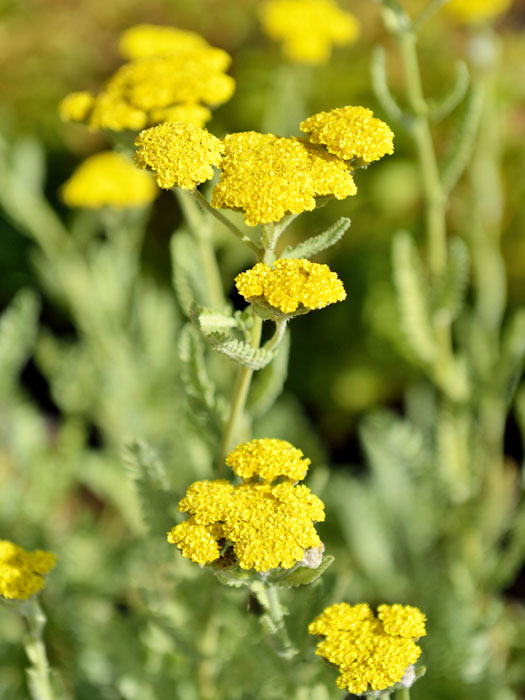 achillea-moonshine Achillea clypeolata 'Moonshine', Goldquirl-Garbe