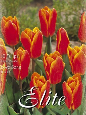 tulipa_love_song_kaufmanniana Kaufmanniana-Tulpe 'Love Song' (Art.Nr. 595836)