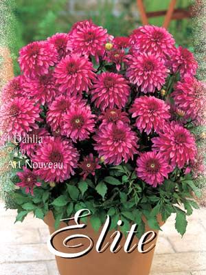 artnouveau_76301_0 Gallery-Dahlie 'Art Nouveau', Dahlia (Art.Nr. 520520)