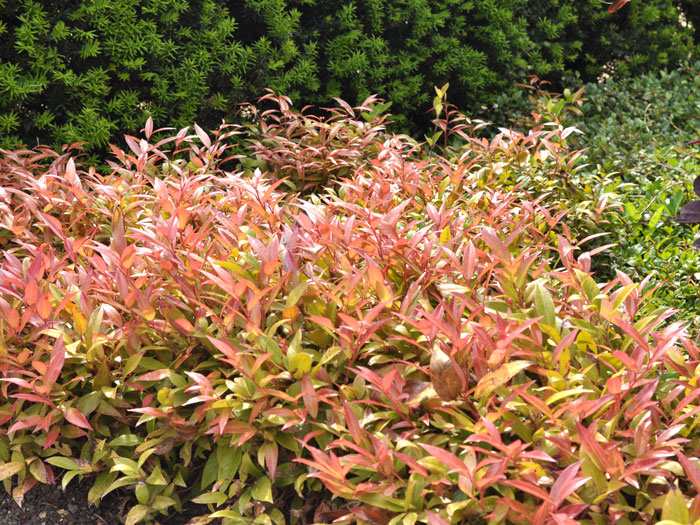 leucothoe-scarletta Traubenmyrte Scarletta Hecke