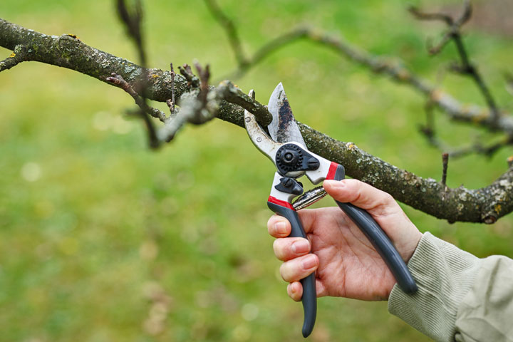 Zweig wird mit einer Schere vom Baum abgeschnitten