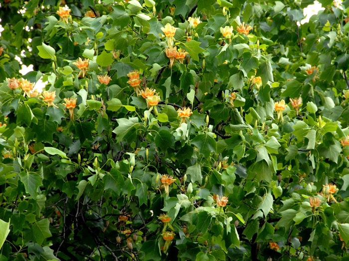 Liriodendron tulipifera, Tulpenbaum