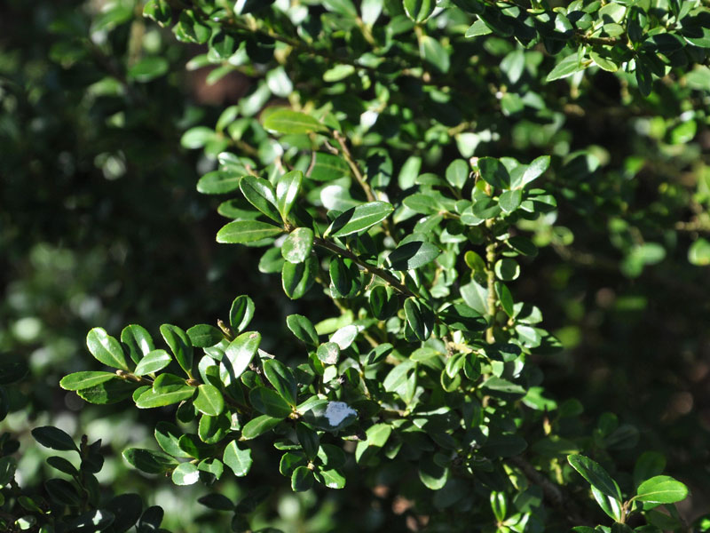 ilex-crenata-glorie-gem Ilex crenata 'Glorie Gem', Berg-Ilex