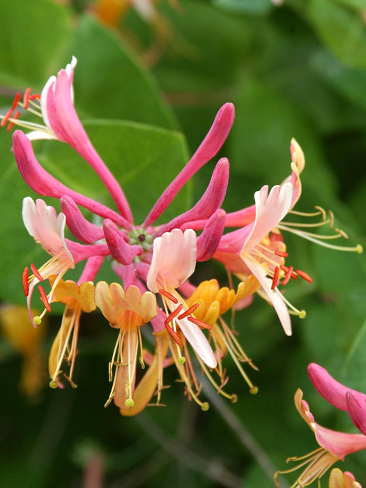 feuer-geissblatt Zweifarbige, markante Blüte