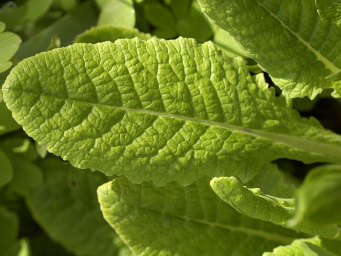 primula-veris-blatt