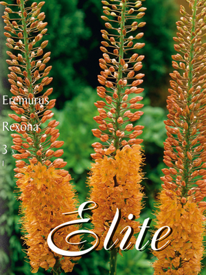 eremurus_rexona_78358_0 Steppenkerze, Eremurus rexona (Art.Nr. 596666)