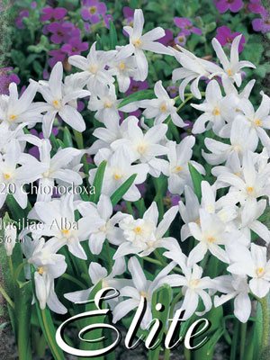 luciliae_alba Schneeglanz 'Alba', Sternhyazinthe Chionodoxa (Art.Nr. 596540)
