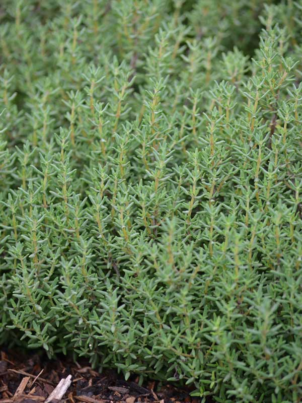 Echter Thymian im Garten