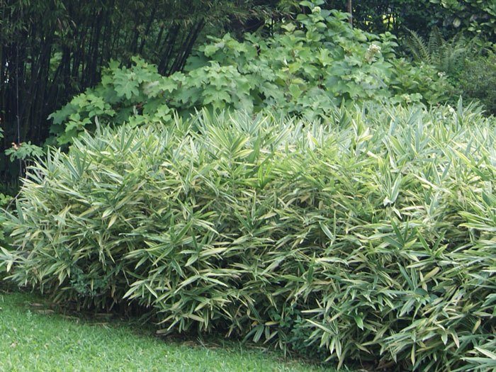 buschiger-streifenbambus55599efe74ed5