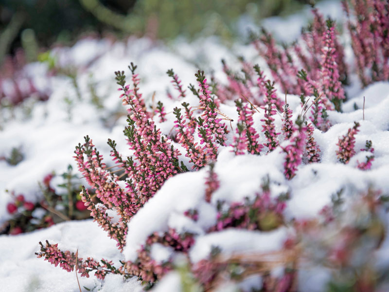Knospenheide im Schnee