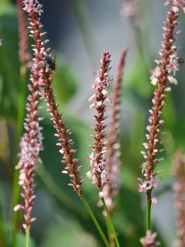 Nahaufnahme der Bluete einer Persicaria Roseum