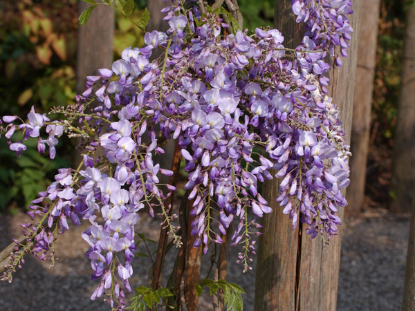 wisteria-sinensis-prolific Blauregen Prolific Blüte