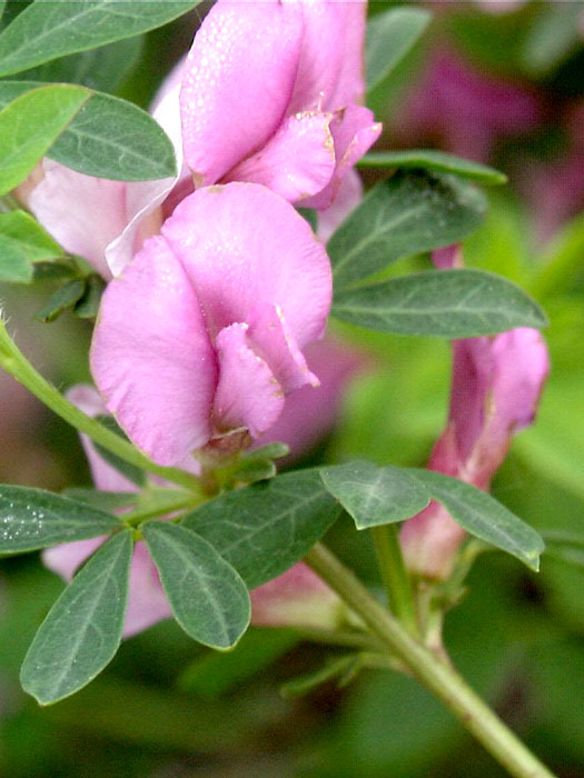 rosenginster Cytisus purpureus, Rosenginster, Purpurginster