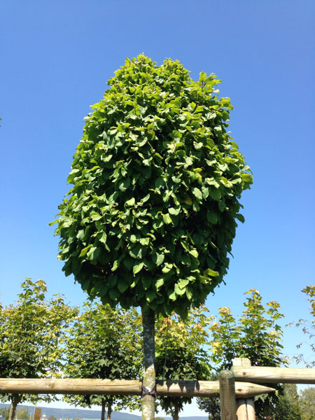 saeulen-hainbuche-monumenta Carpinus betulus 'Monumentalis', kleine Säulen-Hainbuche - Hochstamm  - XXL-Produkt