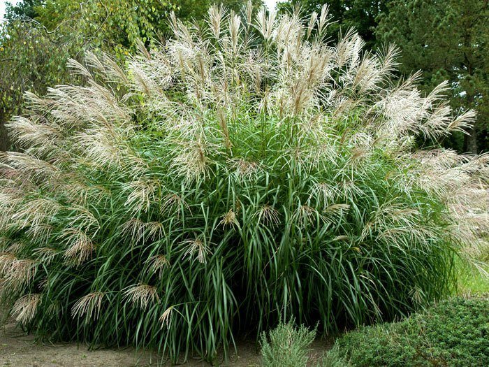 china-schilf-silberfeder Miscanthus sinensis 'Silberfeder', China-Schilf