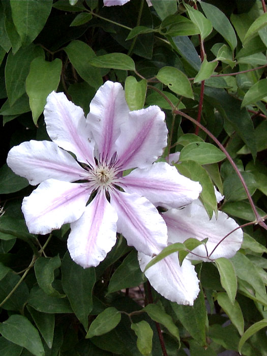 clematis-nelly-moser-bluete Einzelblüte der Clematis 'Nelly Moser'