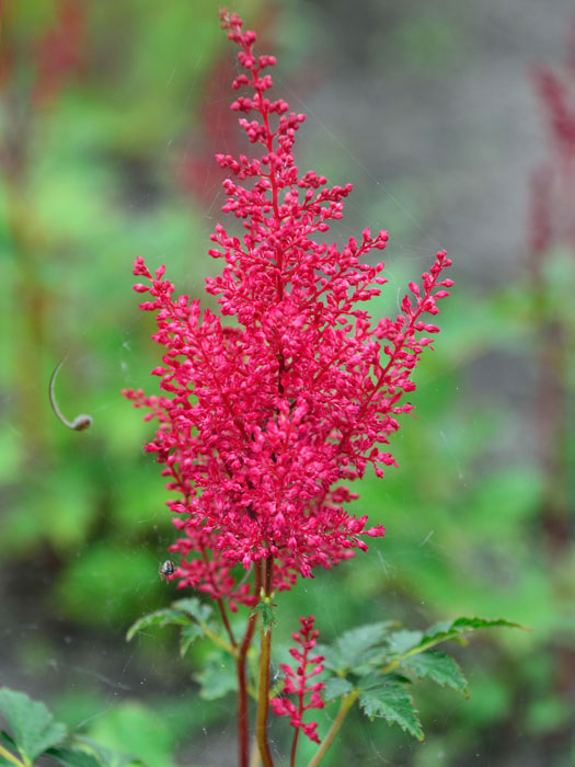 astilbe-red-sentinel Roter Blütenstand der japanischen Prachtspiere 'Red Sentinal'
