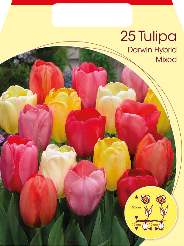darwin-tulpen-mischung Darwin-Hybrid-Tulpen-Prachtmischung (Großpackung) (Art.Nr. 597610)