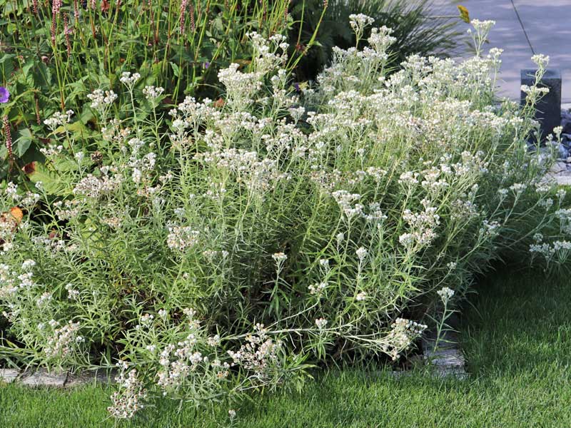 Perlkoerbchen Sommerschnee im Beet