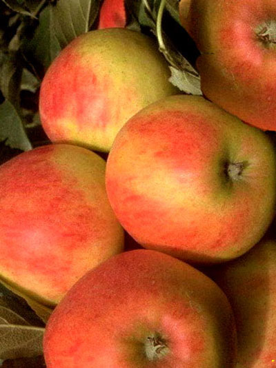starcats_78622_0 Säulenapfel 'Starcats' ®