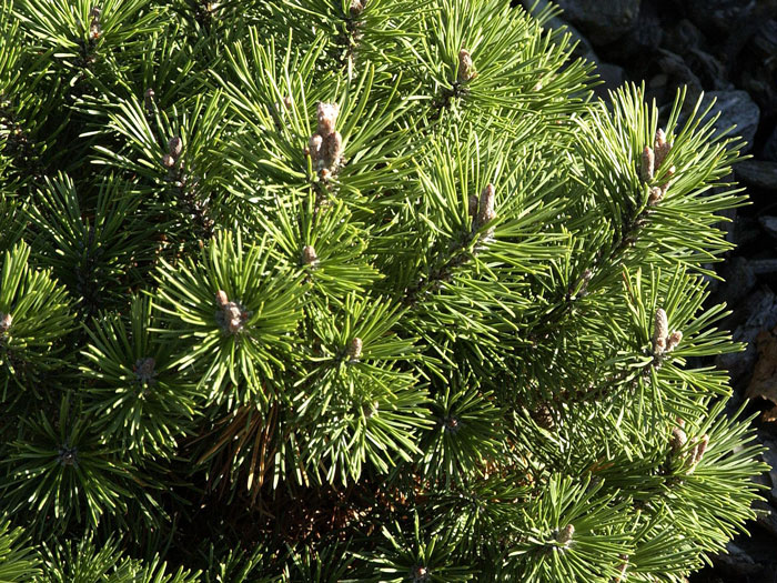 kugel-kiefer-mops55599ebf62188 Kugel-Kiefer der Sorte Mops