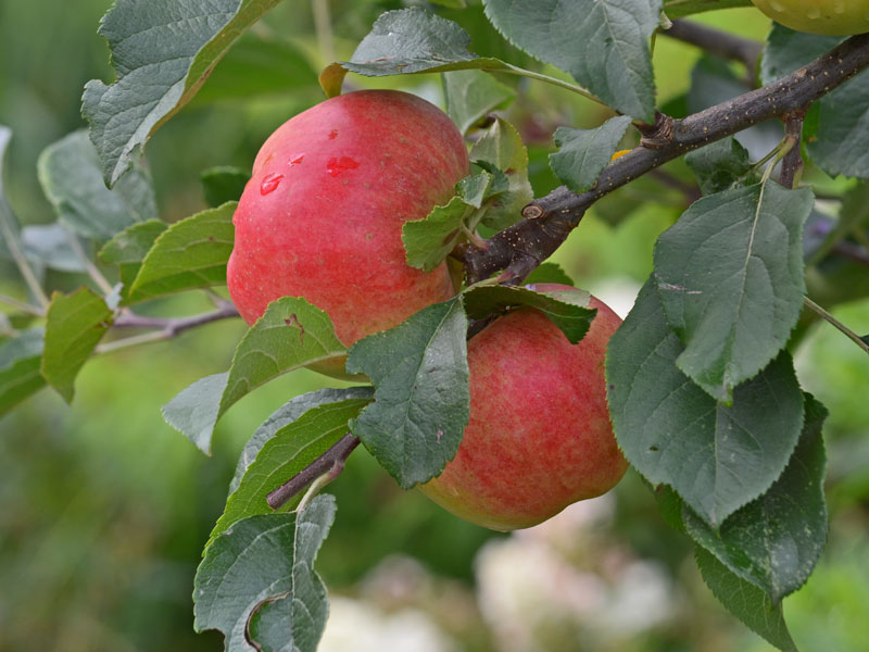 Malu Rubinola Apfel