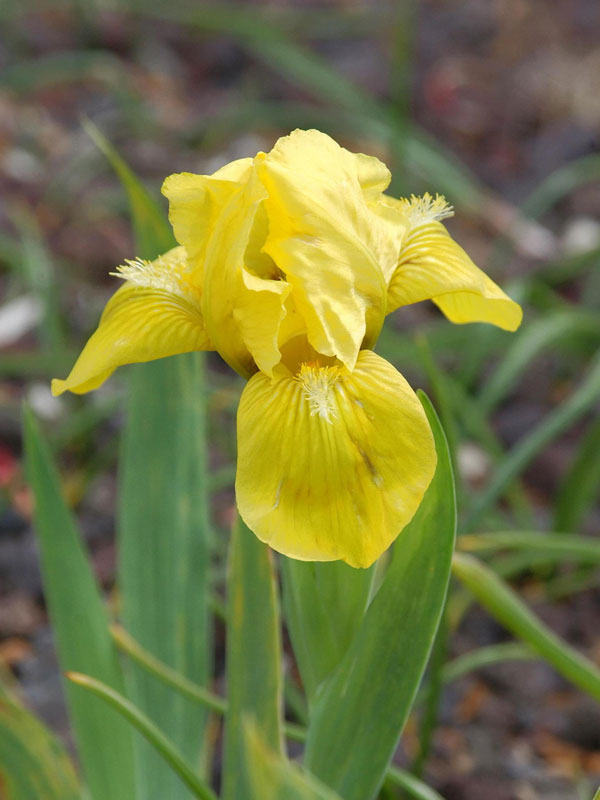 Blüte Iris Brassie Nahaufnahme der gelben Blüte von Iris Brassie