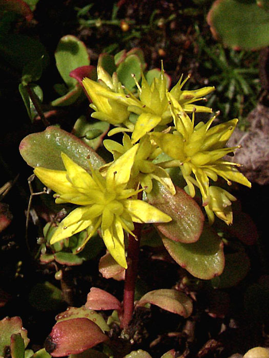 sedum-immergruenchen Sedum hybridum 'Immergrünchen'  (M), Mauerpfeffer, Mongolen-Fettblatt, Steinbrech