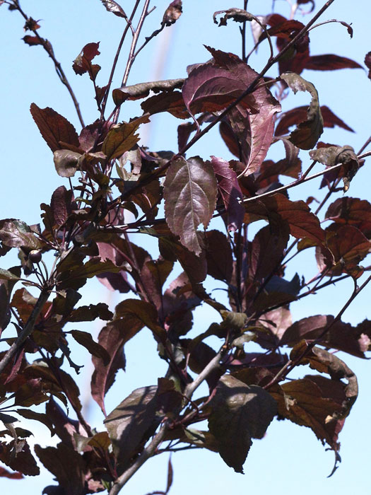 zierapfel-nicoline-blatt Zierapfel Nicoline Blätter