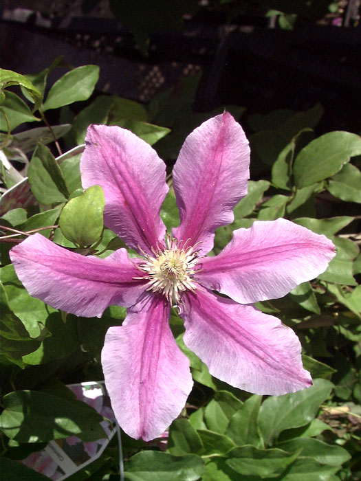 waldrebe-dr-ruppel Zweifarbige Blüte der Clematis 'Dr. Ruppel'