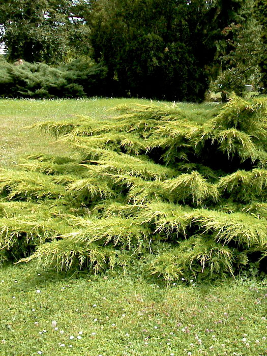juniperus-pfitzeriana-aurea Der Wuchs des gelben Pfitzer-Wacholders