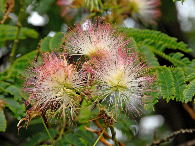 Nahaufnahme der Bluete eines Albizia julibrissin