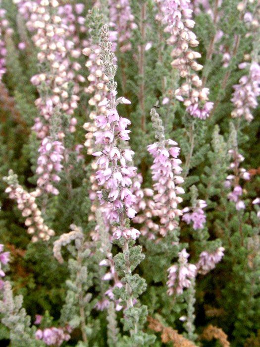 calluna-silver-knight Blüte der Besenheide 'Silver Knight'