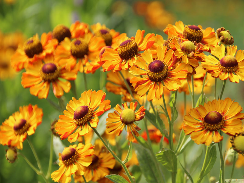 Nahaufnahme von der Garten-Sonnenbraut 'Rauchtopas'