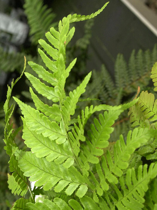 dryopteris-erythrosora Dryopteris erythrosora, Rotschleierfarn