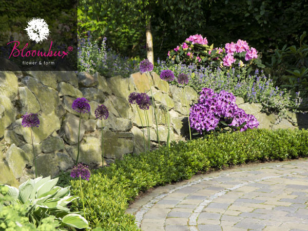 rhododendron-bloombux Rhododendron 'Bloombux®'