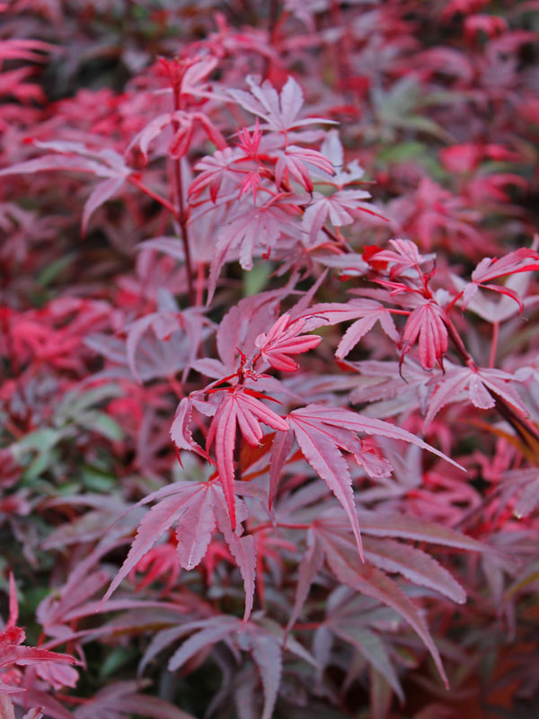 Blaetter des Acer palmatum Shaina