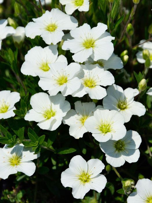 arenaria-montana Arenaria montana, Sandkraut