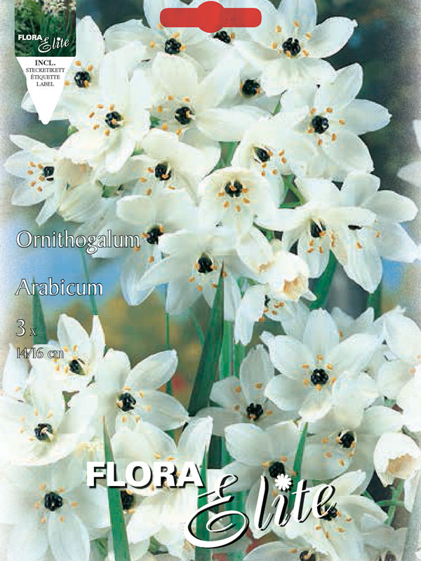 Ornithogalum-Arabicum Ornithogalum arabicum