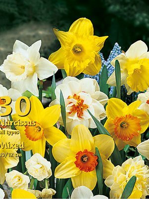mehrfarbige_prachtmischung_narzissen_44296_0 Narzissen-Mehrfarbige Prachtmischung (Großpackung) (Art.Nr. 597884)