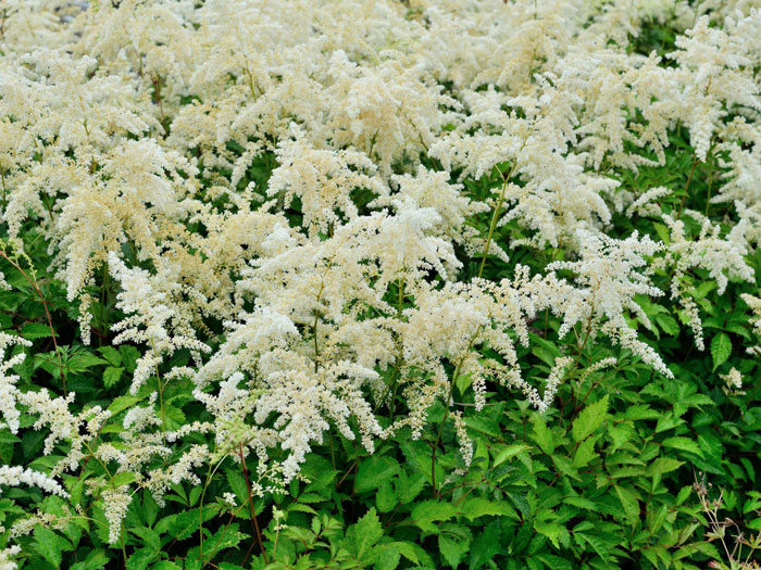 brautschleier-astilbe Die Prachtspiere 'Brautschleier' als Bodendecker