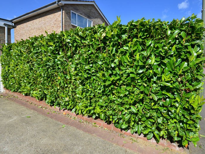 Kirschlorbeer Rotundifolia als Hecke Kirschlorbeer Rotundifolia als Hecke